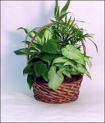 Potted Fresh Live Plant